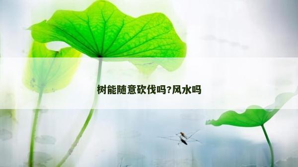 樹能隨意砍伐嗎?風水嗎