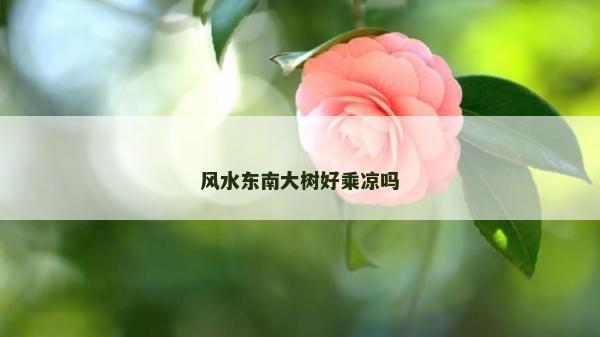 風(fēng)水東南大樹(shù)好乘涼嗎